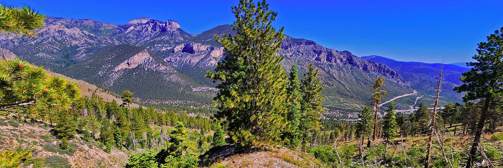 View Down Narrow Forested Stretch on Ridge | Fletcher View Ridge | Mt Charleston Wilderness, Nevada