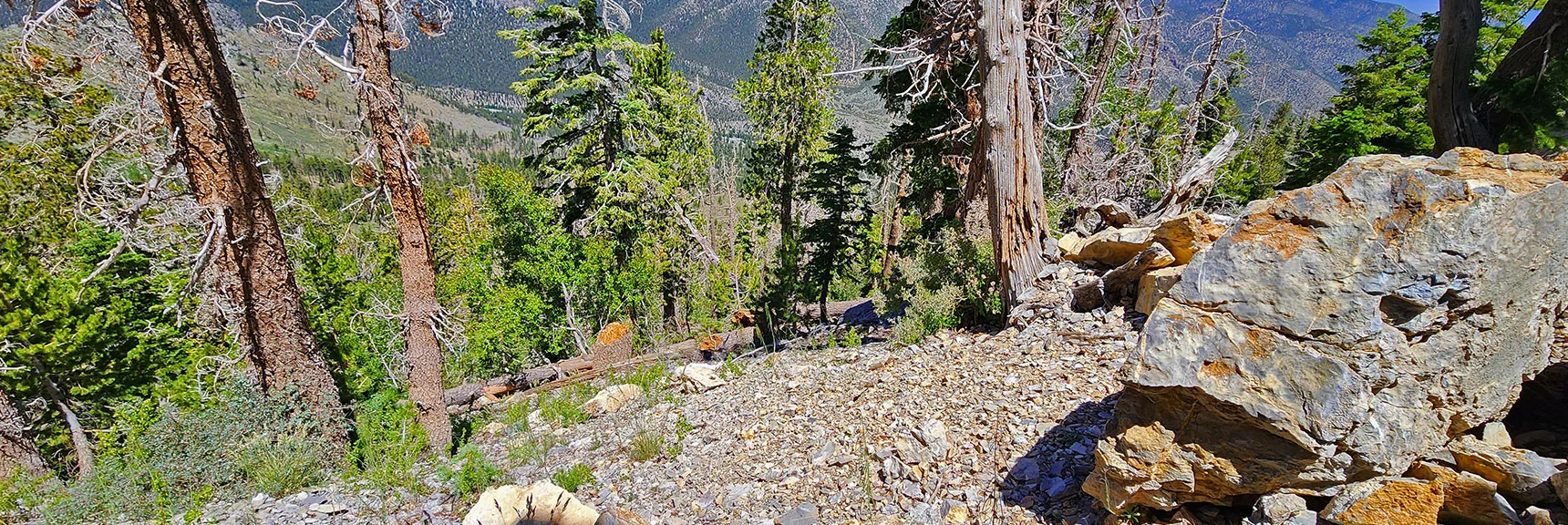 Steep Avalanche Slope Below Rocky Ledge Barrier on Ridge | Fletcher View Ridge | Mt Charleston Wilderness, Nevada