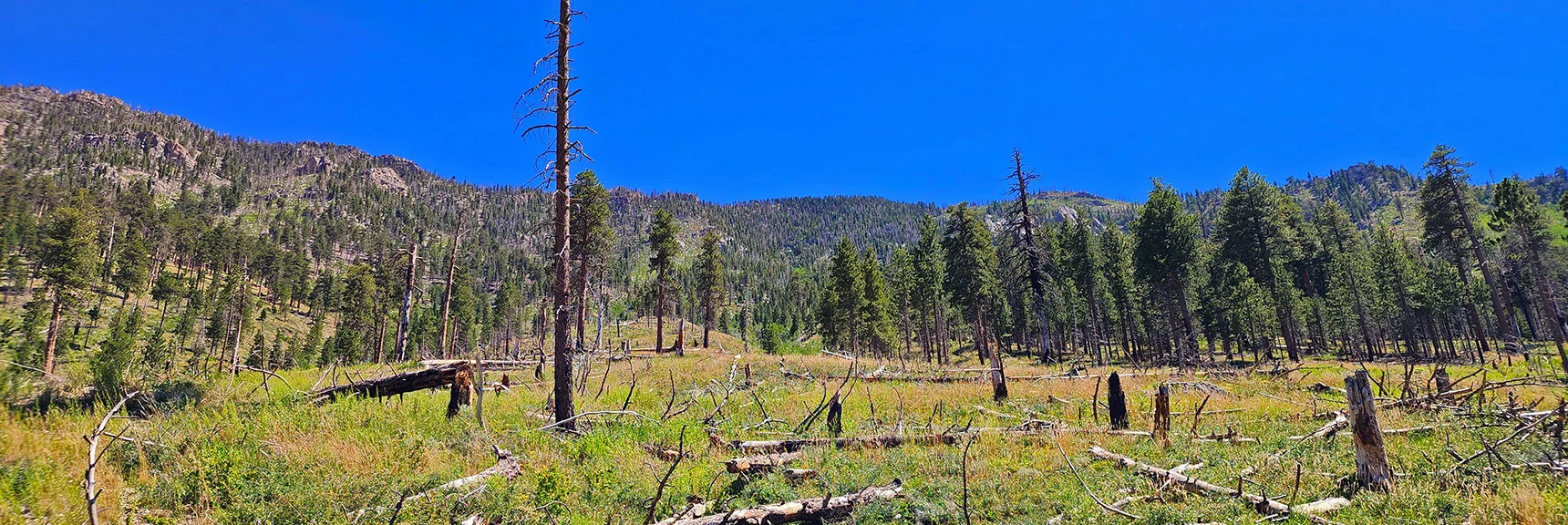 View Back Up the Ridge from Near Burn Area Base. | Fletcher View Ridge | Mt Charleston Wilderness, Nevada