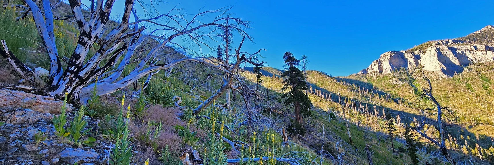 Prior Image: View Back Upward Along Final Descent to Rainbow Ridge Rd. | Harris Mountain Triangle | Mt Charleston Wilderness, Nevada
