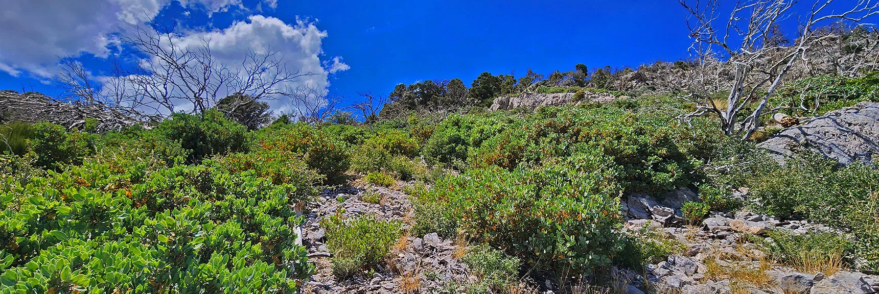 At Far Edge of Cliffs, Ascend Steep Loose Rock Slope to Ridgeline Above | Harris Mountain Triangle | Mt Charleston Wilderness, Nevada