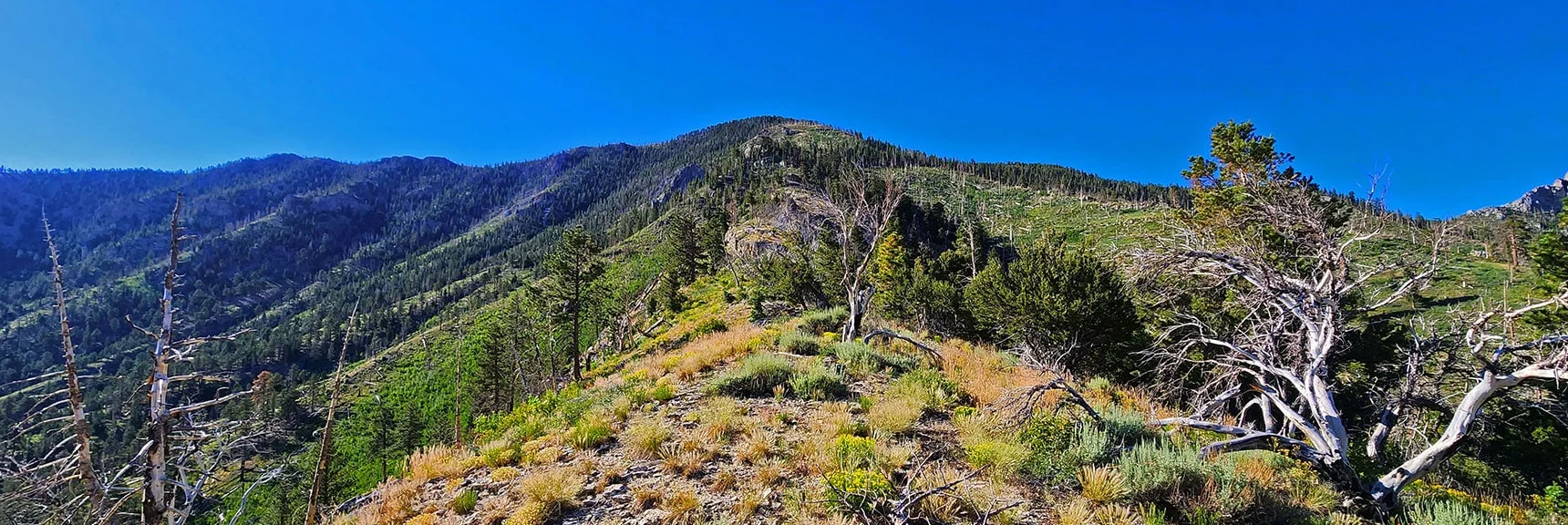 Prior Image: View from Below Ponderosa Stretch Up Western Ridge to Harris Mt. Summit. | Harris Mountain Triangle | Mt Charleston Wilderness, Nevada