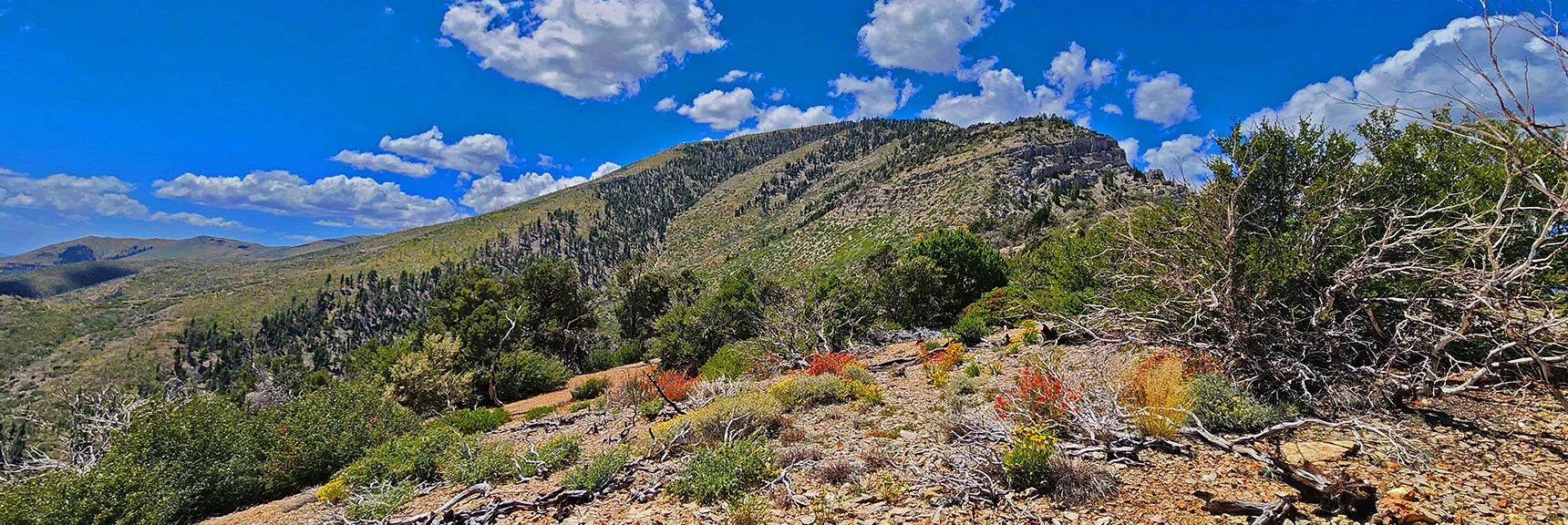 Mid-August Blooms on Eastern Approach Ridge | Harris Mountain Triangle | Mt Charleston Wilderness, Nevada