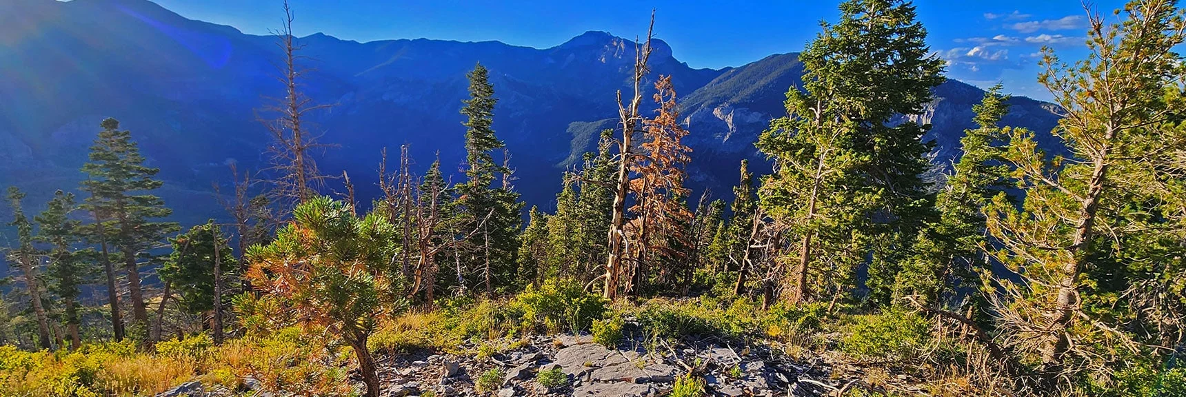 Ponderosa Pine Stretch Below Grassy Hill Stretch. Hug Right Edge of Ridge to Stay on Track | Harris Mountain Triangle | Mt Charleston Wilderness, Nevada