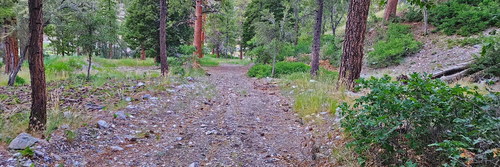Prior Image: Final Descent on Forest Rd. 579 to Acastus Trail | Harris Mountain Triangle | Mt Charleston Wilderness, Nevada