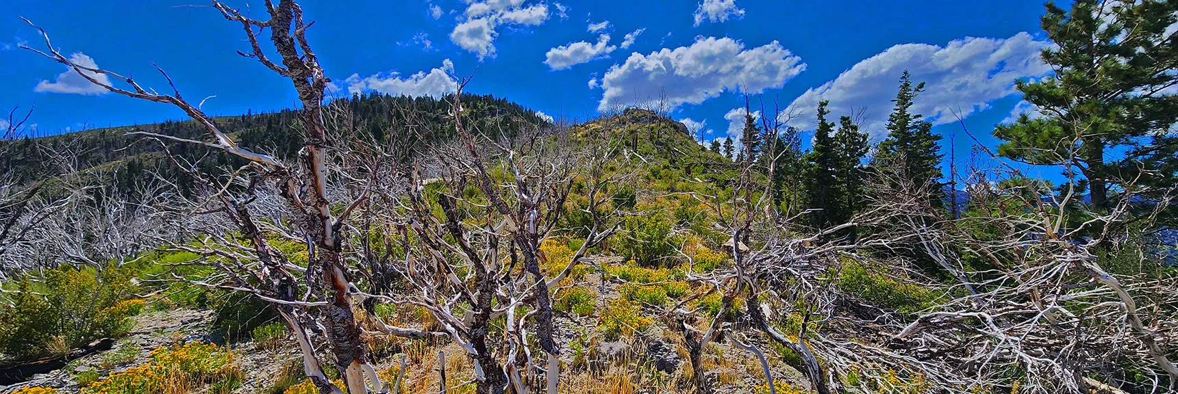 Ridgeline Achieved. Ascent Angle Decreases. Fairly Easy Walk Along Ridgeline from Here. | Harris Mountain Triangle | Mt Charleston Wilderness, Nevada