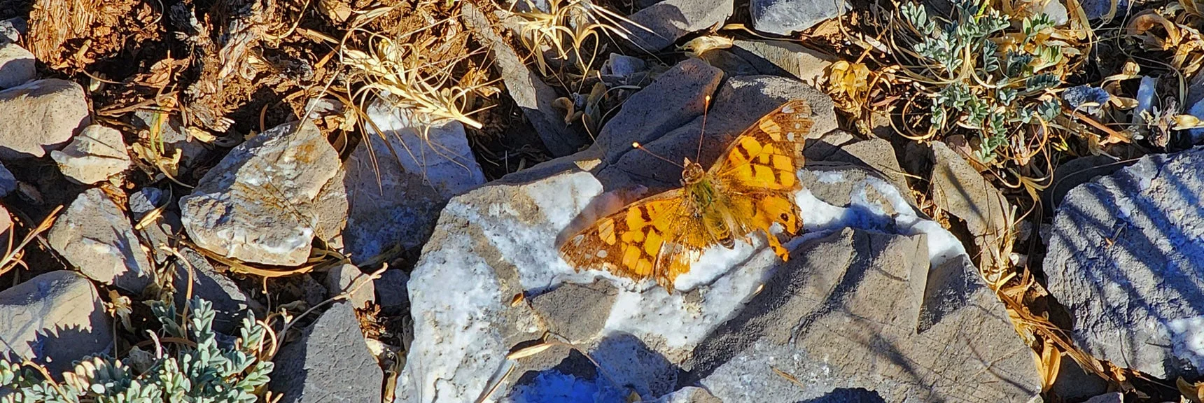 Acastus Butterfly Shows Up to Pose. Wings Damaged by This Point in Mid August | Harris Mountain Triangle | Mt Charleston Wilderness, Nevada