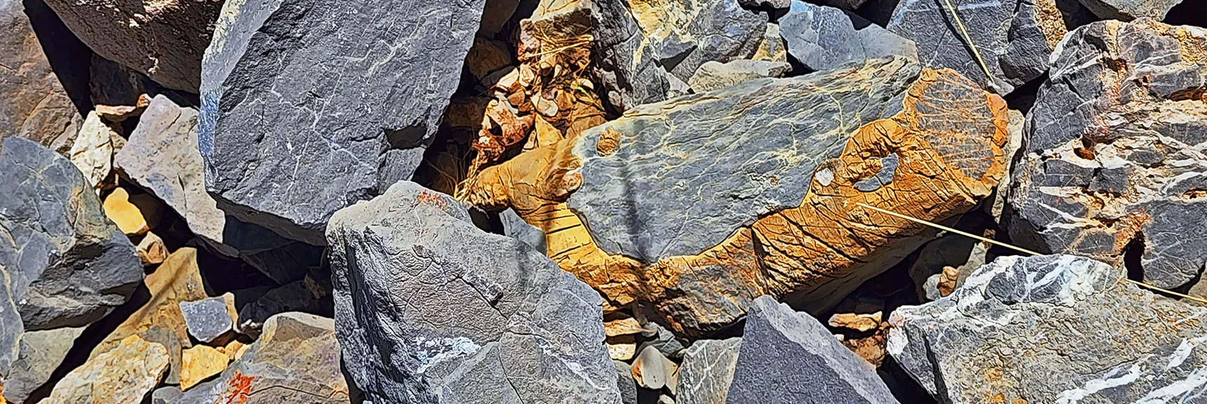 Ancient Fossil Seaweed Branch Embedded in Limestone Seen During Ridgeline Approach | Harris Mountain Triangle | Mt Charleston Wilderness, Nevada