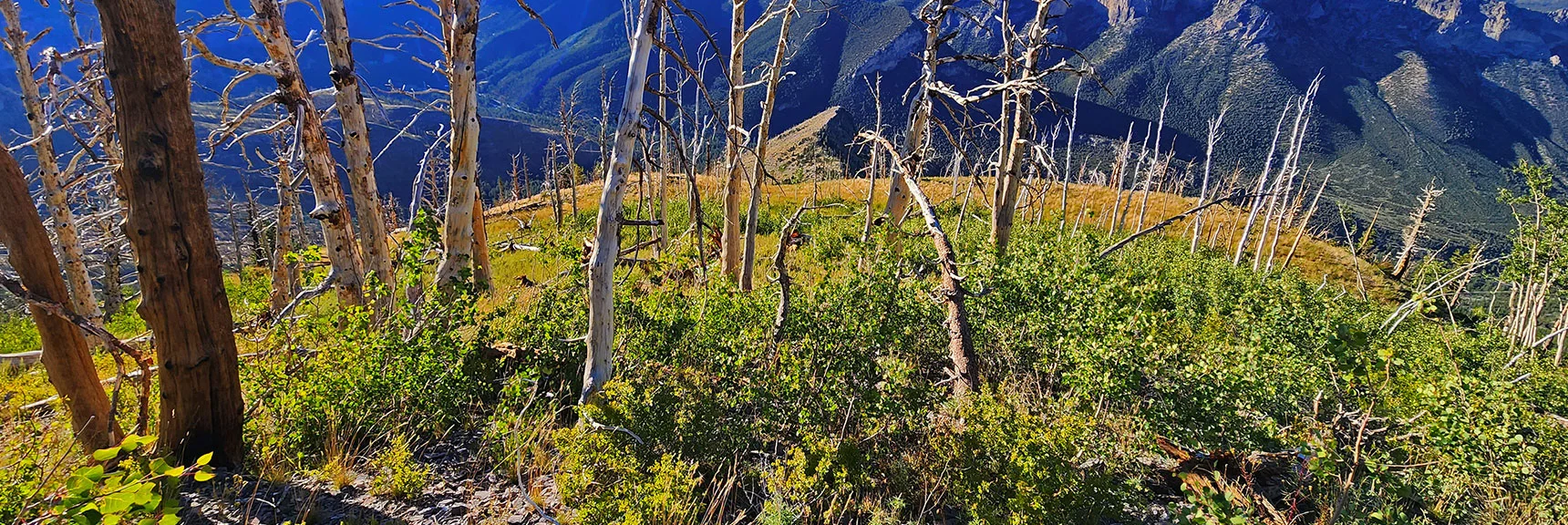 Aspen Hill Stretch Below Bristlecone Pine Stretch. Lower Ridge Reference Point Guides Way. | Harris Mountain Triangle | Mt Charleston Wilderness, Nevada