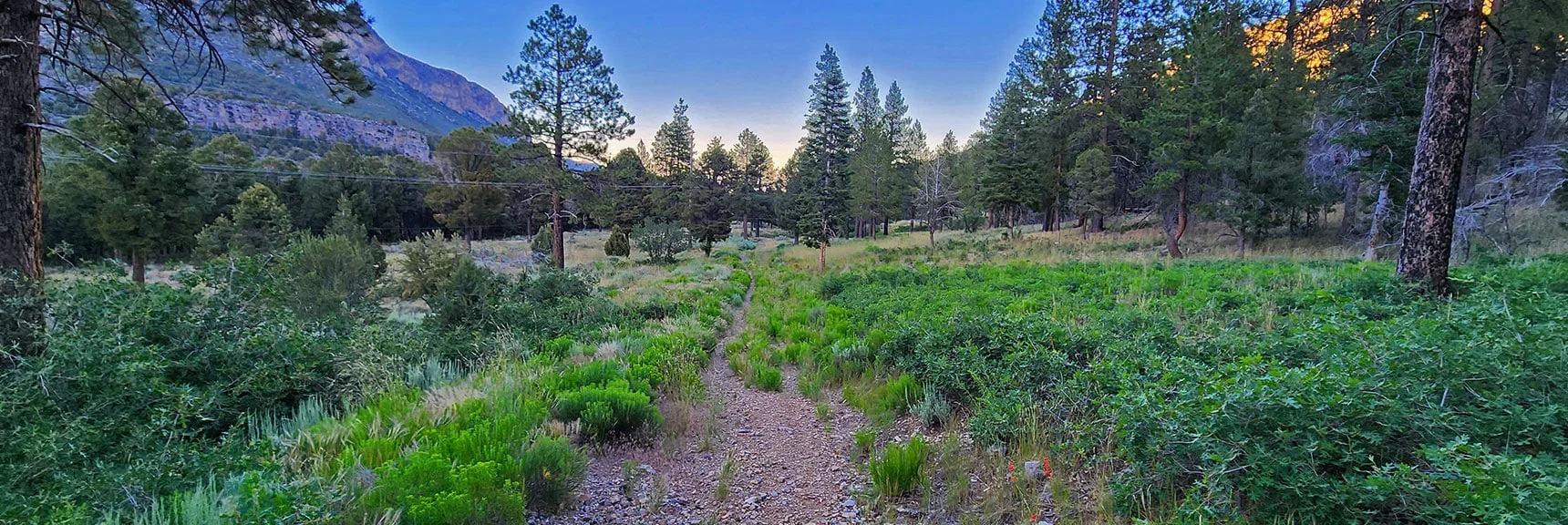 Prior Image: Forest Rd. 579 Almost Disappears in Places Under Brush | Harris Mountain Triangle | Mt Charleston Wilderness, Nevada