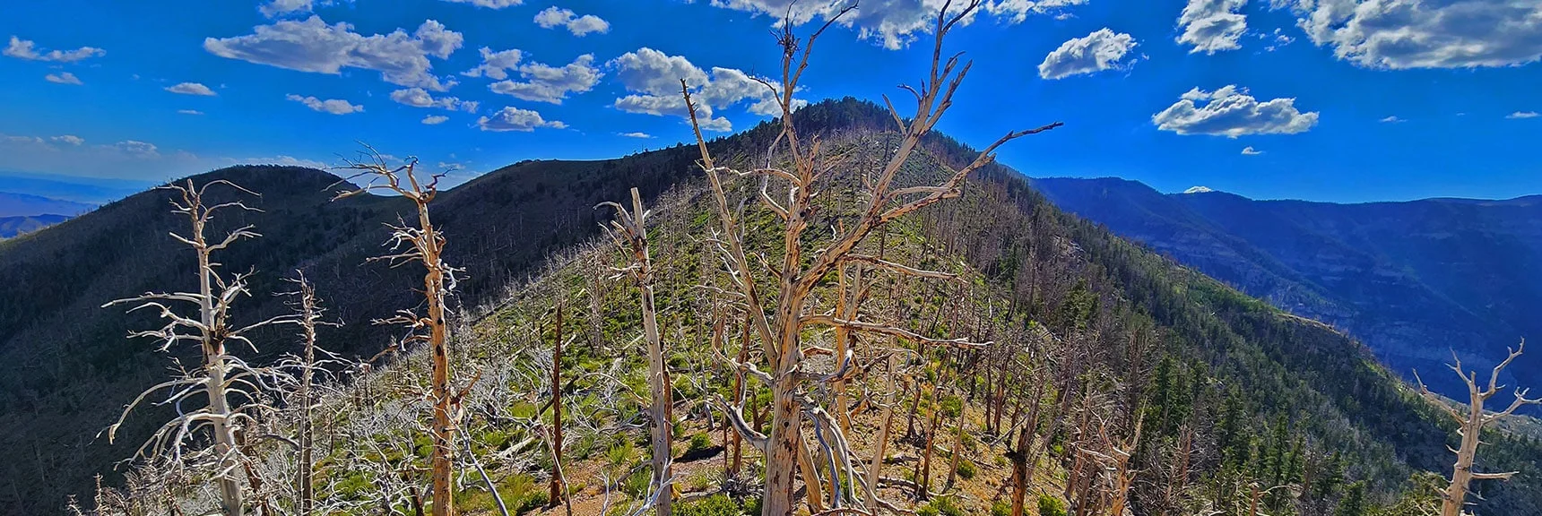 Shallow, Narrow Saddle Between Harris Mt. False and True Summits | Harris Mountain Triangle | Mt Charleston Wilderness, Nevada