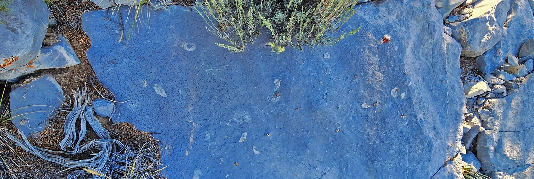 Ancient Sea Shells Added Calcium to Mud. Worked Like Glue to Solidify into Limestone Slabs. | Red Rock Summit | Lovell Canyon & Rainbow Mountain Wilderness, Nevada