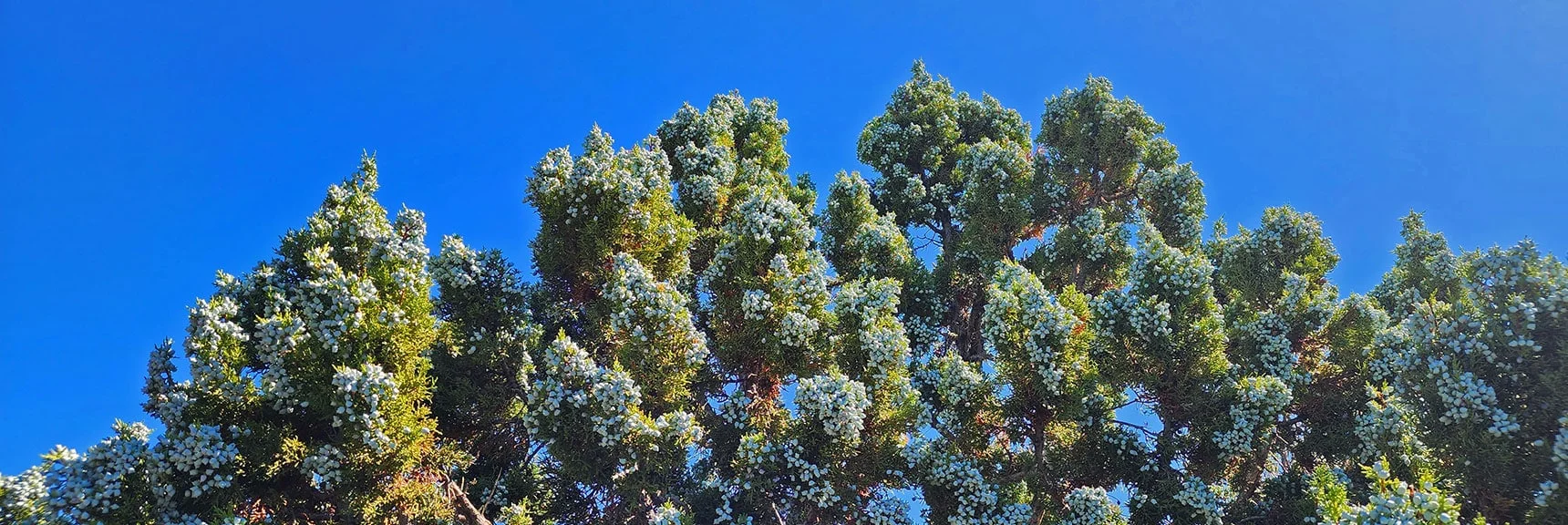 No Other Juniper Tree on This Ridge Was So Packed with Brilliant Berries. | Red Rock Summit | Lovell Canyon & Rainbow Mountain Wilderness, Nevada