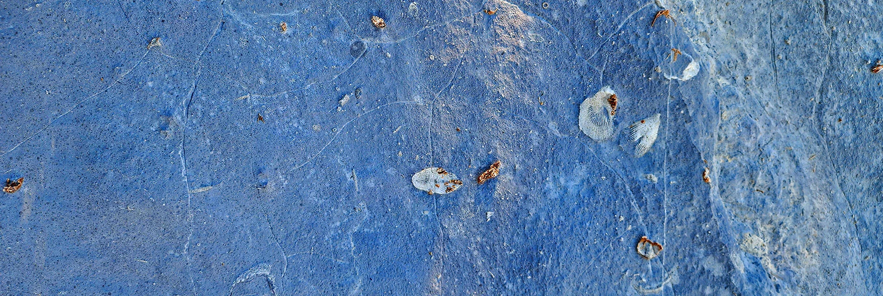 Some of the Fossils Look As They Did 450 Million Years Ago! | Red Rock Summit | Lovell Canyon & Rainbow Mountain Wilderness, Nevada