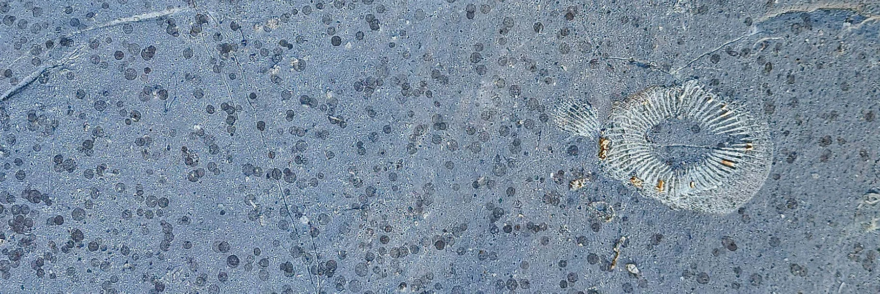 Another Sea Anemone? Black Spots May be Lichen. | Red Rock Summit | Lovell Canyon & Rainbow Mountain Wilderness, Nevada