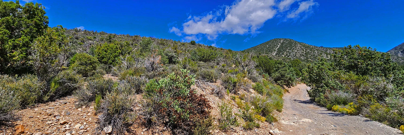 Gradual Approach Ridge for Northern Adventures on Wilson Ridge | Rocky Gap Rd to Bridge Mt Trailhead | Lovell Canyon, Nevada
