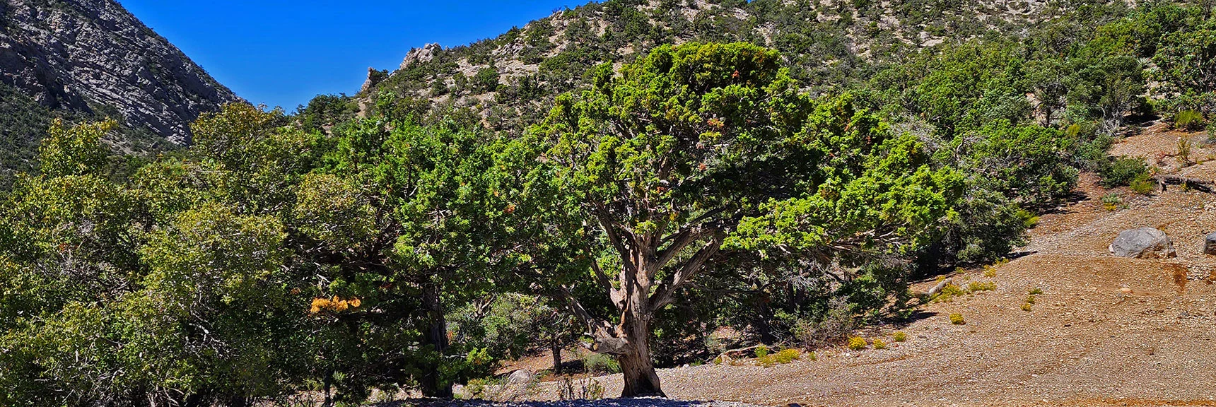 Passing Beautiful Juniper Tree to Head Back Down Rocky Gap Road. | Rocky Gap Rd to Bridge Mt Trailhead | Lovell Canyon, Nevada