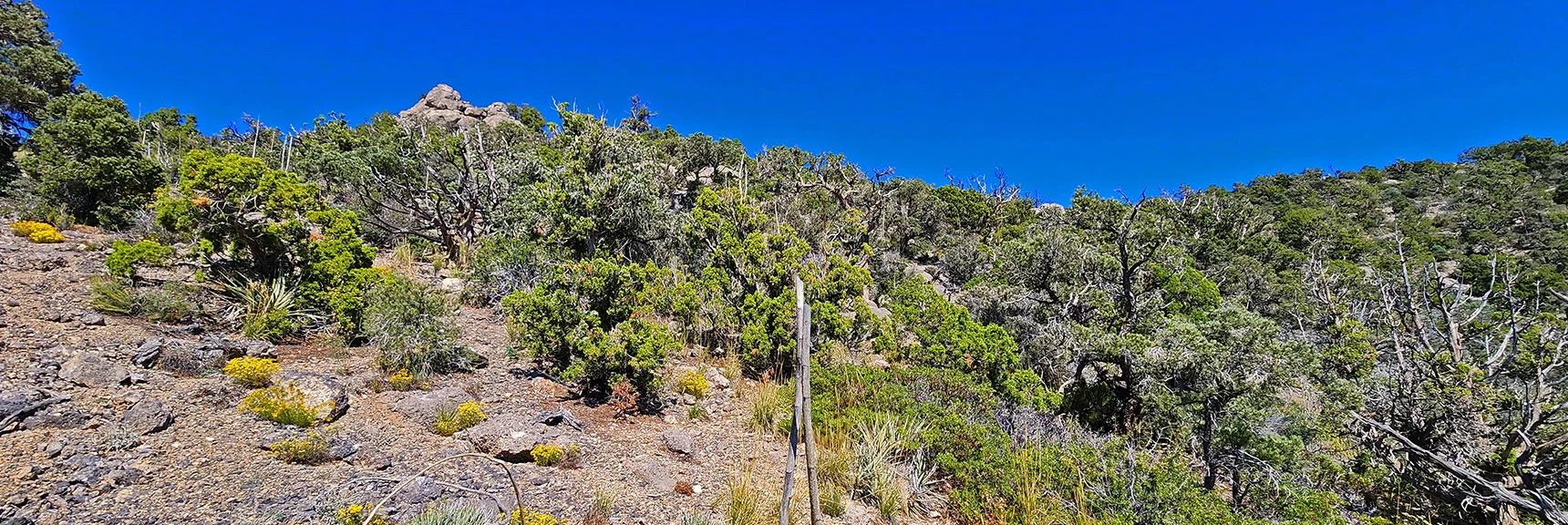 Up Toward "Gully from Hell" - Narrow Brush-Choked Descent Gully (Not Recommended) | Mt Wilson to Juniper Peak | Rainbow Mountains Upper Crest Ridgeline | Rainbow Mountain Wilderness, Nevada