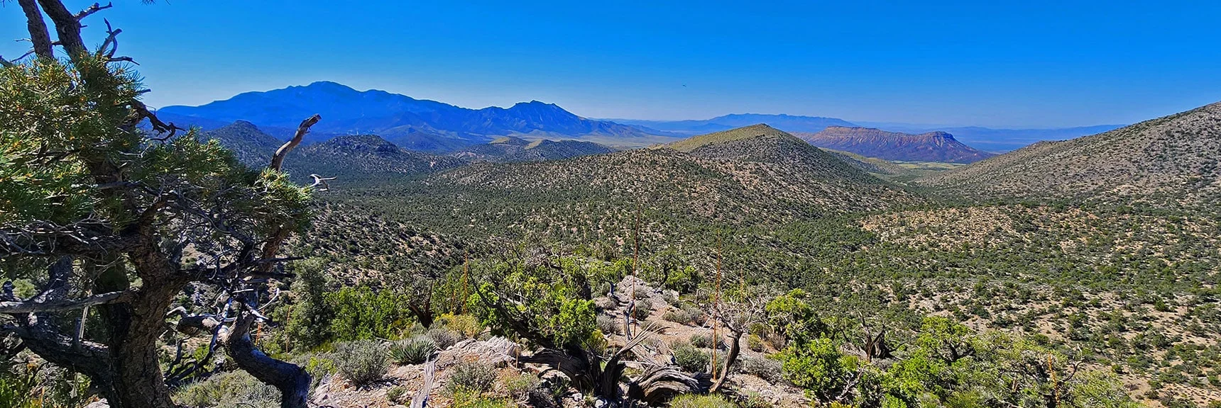 Ascending Final Approach Ridge After Series of Hills & Valleys. | Mt Wilson to Juniper Peak | Rainbow Mountains Upper Crest Ridgeline | Rainbow Mountain Wilderness, Nevada