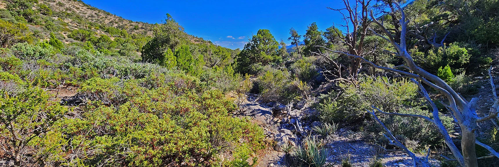 Finally! Arrival in Lower Wash. Easier Compared to Gully's Painful Slow Navigation. | Mt Wilson to Juniper Peak | Rainbow Mountains Upper Crest Ridgeline | Rainbow Mountain Wilderness, Nevada