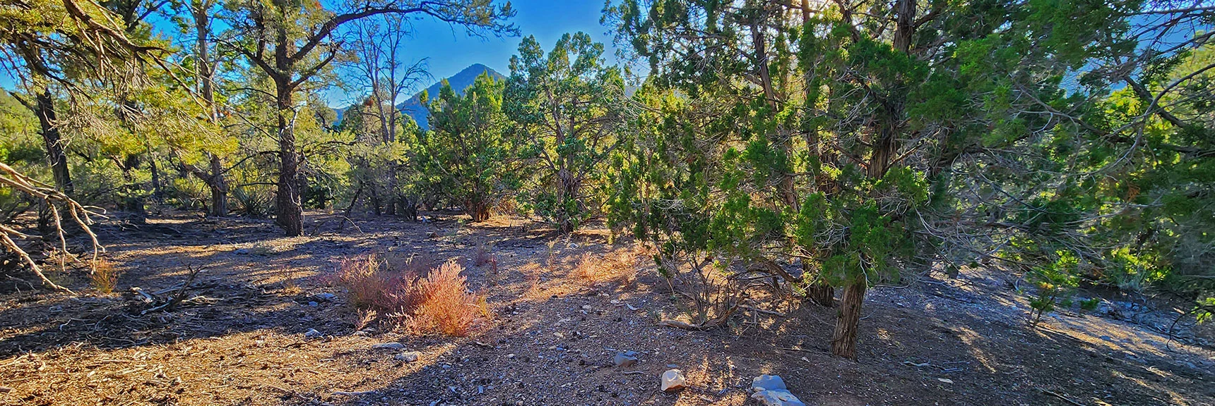 Final Half-Mile Levels Out to Lovell Canyon Road. Wider Trail/OHV Road Appears. | Red Rock Summit Loop | Wilson Ridge | Lovell Canyon, Nevada