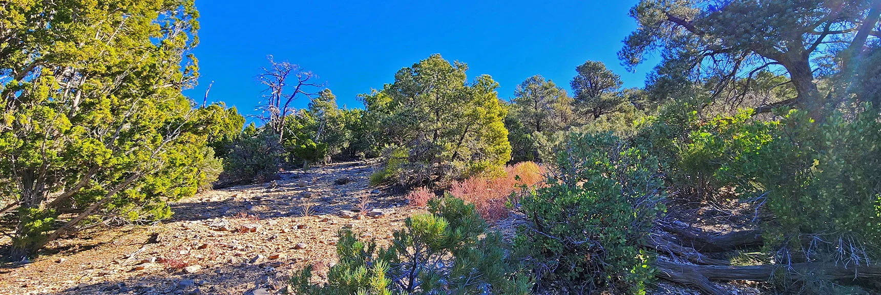 Continuing to Ascend, Finding Many Wide Open Areas | Mini Matterhorn Pinnacle | Wilson Ridge | Lovell Canyon, Nevada