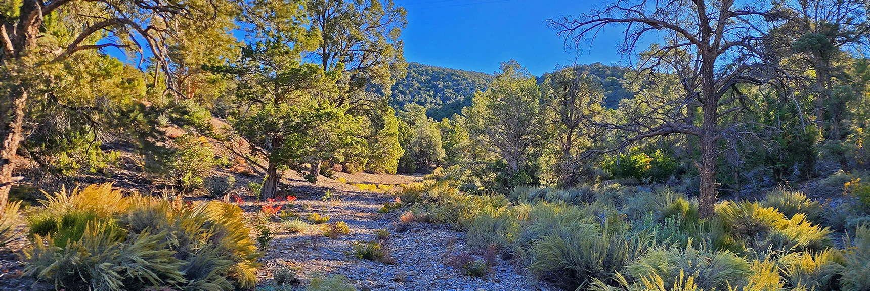 Old Wide ATV Trail Leads to Approach Ridge Base | Mini Matterhorn Pinnacle | Wilson Ridge | Lovell Canyon, Nevada