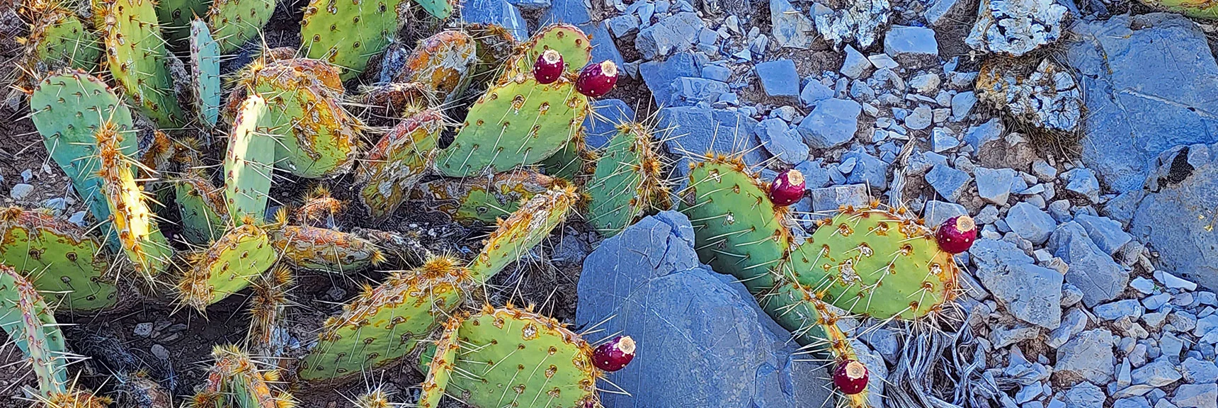 Wild Prickly Pear Cactus Fruit is Ripe. Some Were Half-Eaten by Animals. | Mini Matterhorn Pinnacle North Twin | Wilson Ridge | Lovell Canyon & Rainbow Mountains, Nevada