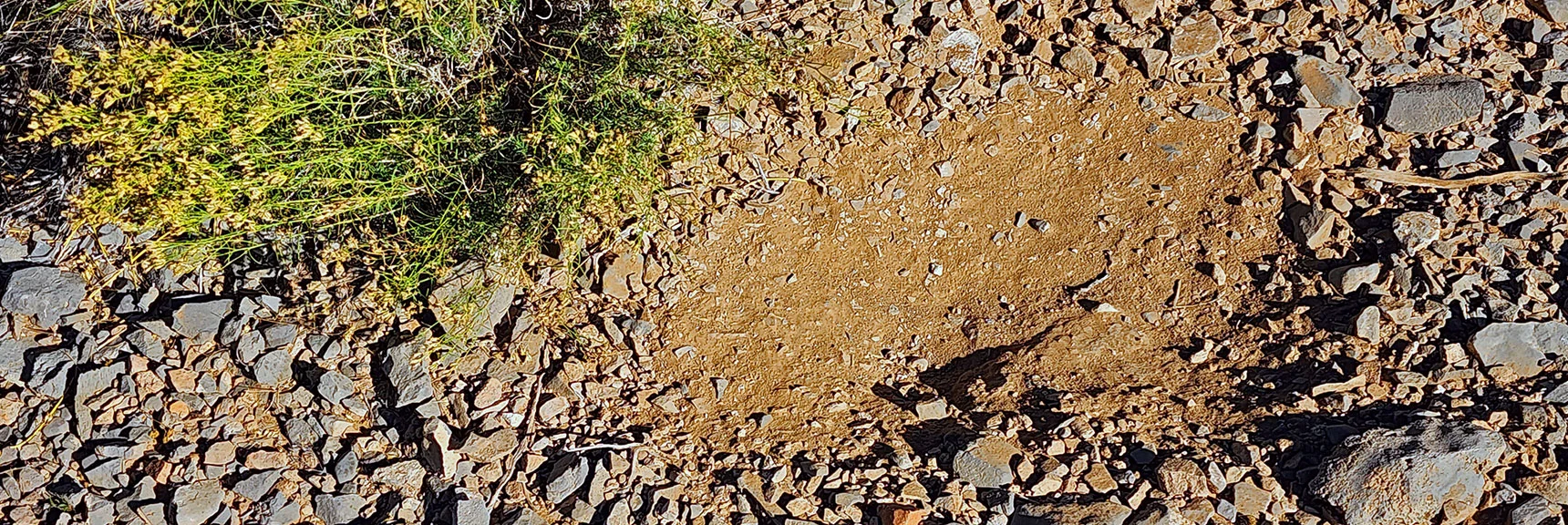 Small Depression Marks Where an Animal Slept Recently. | Mini Matterhorn Pinnacle North Twin | Wilson Ridge | Lovell Canyon & Rainbow Mountains, Nevada