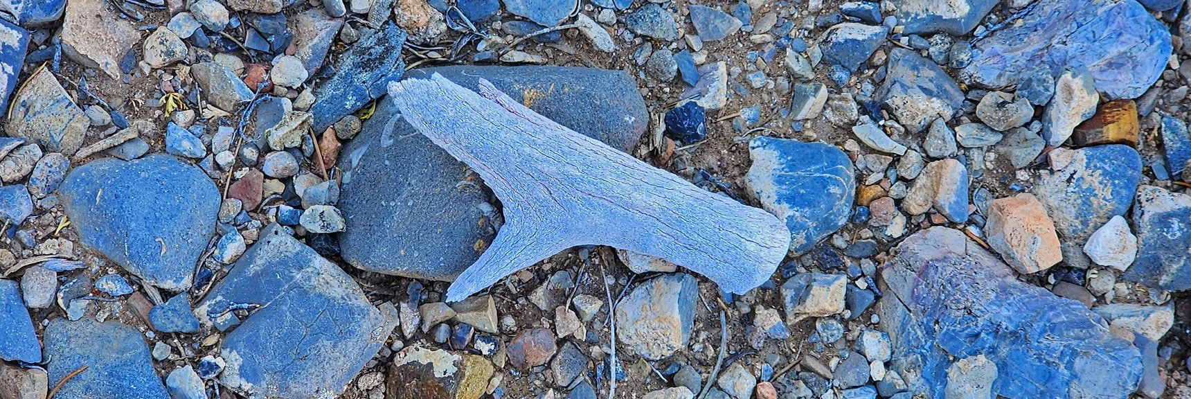Piece of Deer Antler Found on Lower Ascent Ridge. | Mini Matterhorn Pinnacle North Twin | Wilson Ridge | Lovell Canyon & Rainbow Mountains, Nevada