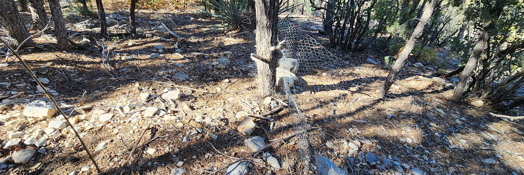 Large Fenced in Irrigation Area in Isolated Area Above Gully Half Way to Wilson Ridgeline | Switchback Spring Pinnacle | Wilson Ridge | Lovell Canyon, Nevada