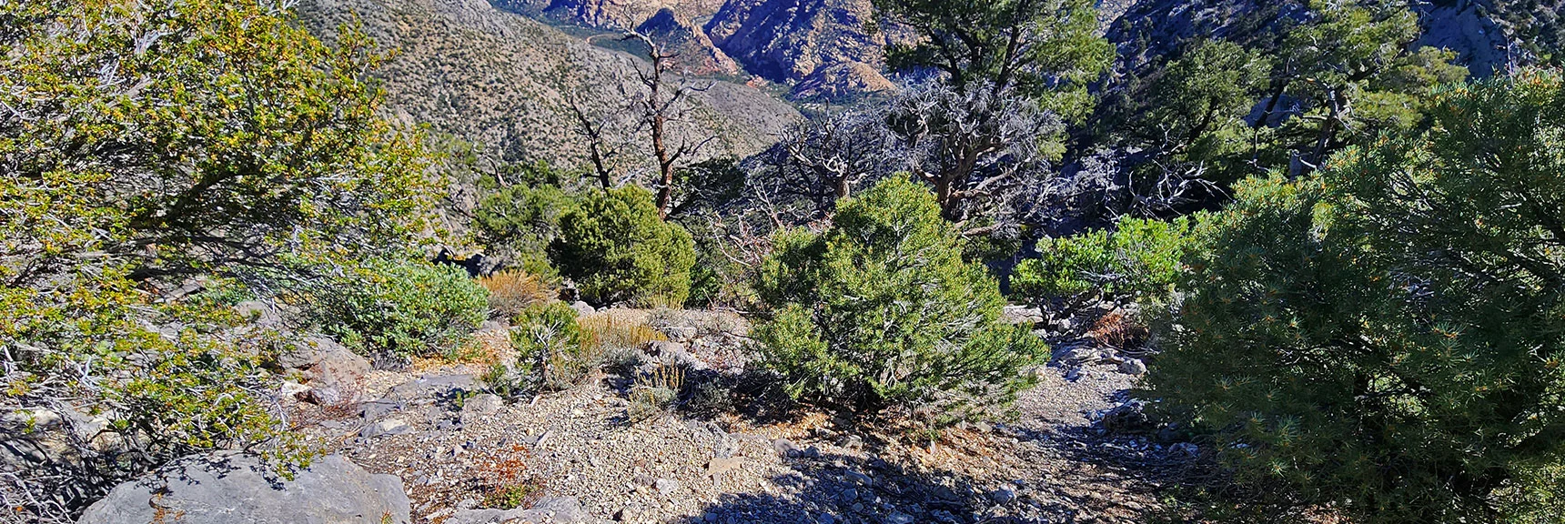 View Down Switchback Spring Canyon. | Switchback Spring Pinnacle | Wilson Ridge | Lovell Canyon, Nevada