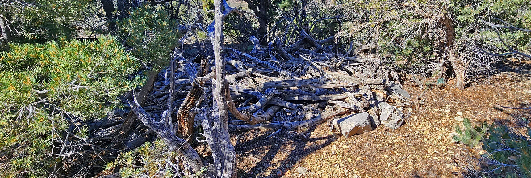 Collapsed Structure Reminds Me of Miner's Cabin Above La Madre Spring | Switchback Spring Pinnacle | Wilson Ridge | Lovell Canyon, Nevada