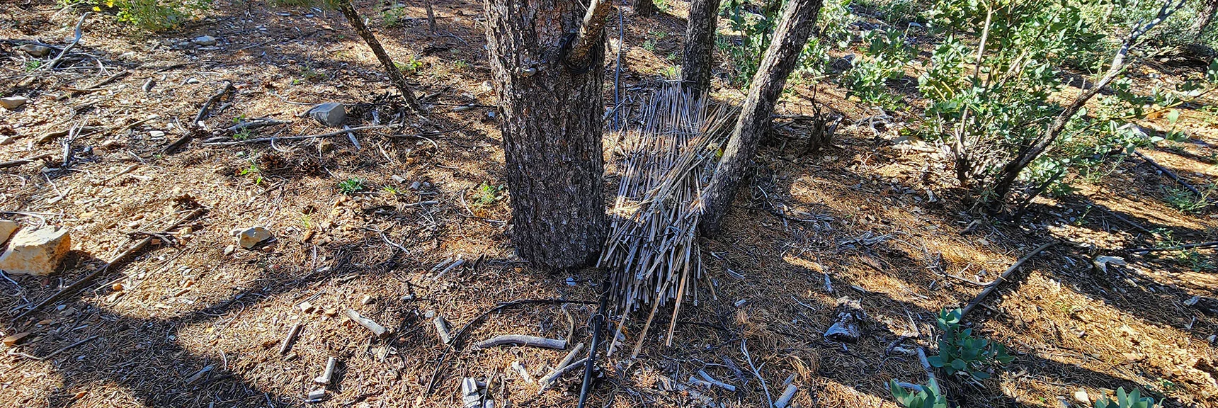 Netted Bamboo Plant Stakes. System Appeared Abandoned for Around 20+ Years | Switchback Spring Pinnacle | Wilson Ridge | Lovell Canyon, Nevada