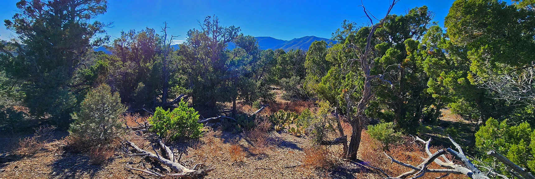 Returning to Lovell Canyon Rd on Wide Gradual Descent Ridge North of Gully Wash. | Switchback Spring Pinnacle | Wilson Ridge | Lovell Canyon, Nevada