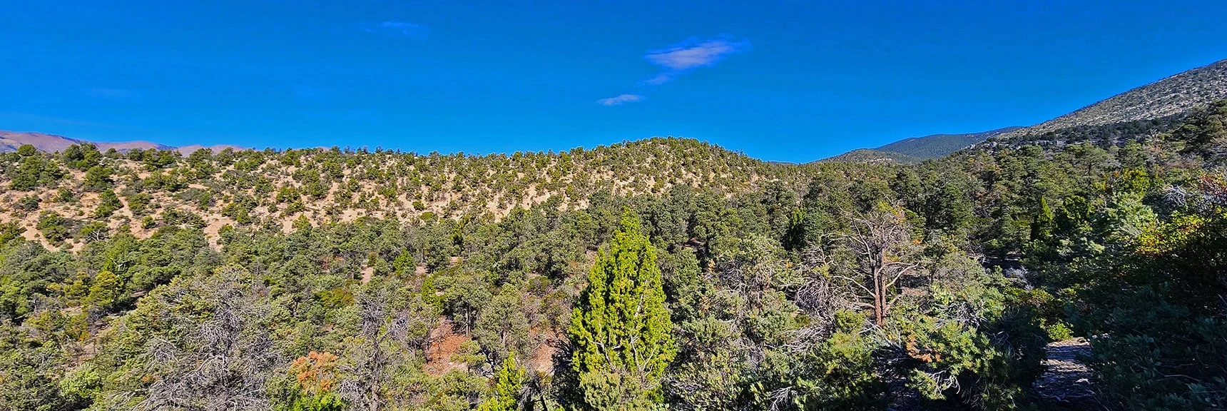 Long Gradual Ridgeline Just North of Gully. Became Alternate Return Route. | Switchback Spring Pinnacle | Wilson Ridge | Lovell Canyon, Nevada