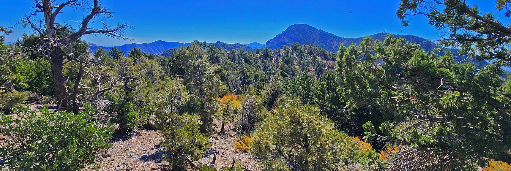 Continuing South on Ridgeline. Very Wide, Many Summer Camping/Dwelling Spaces. | Switchback Spring Pinnacle | Wilson Ridge | Lovell Canyon, Nevada