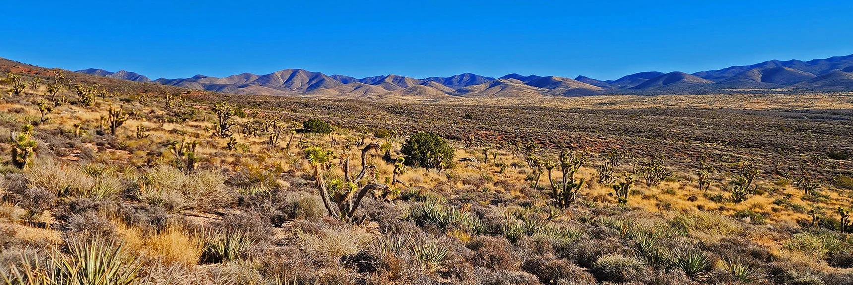 Beautiful Joshua Tree Forest Landscape with Rainbow Mts. & Wilson Ridgelines Backdrop. | Landmark Bluff | Lovell Canyon, Nevada