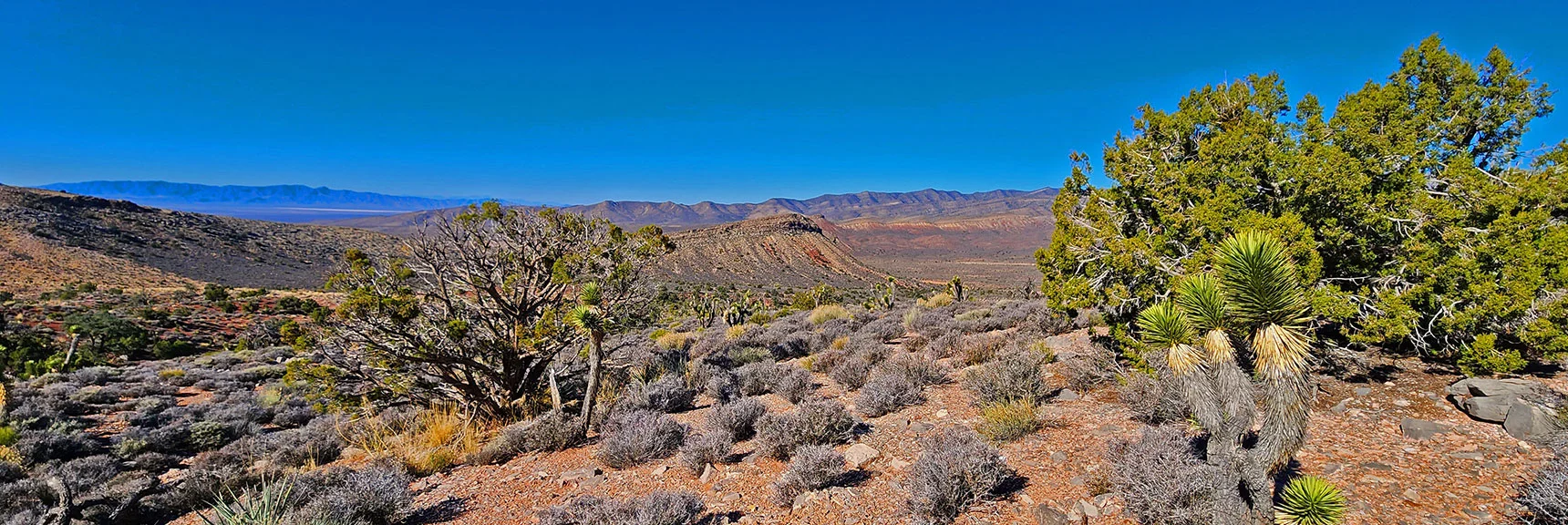 Joshua Trees, Junipers, Pines and Sage. Natural Desert Garden. | Landmark Bluff Circuit | Lovell Canyon, Nevada