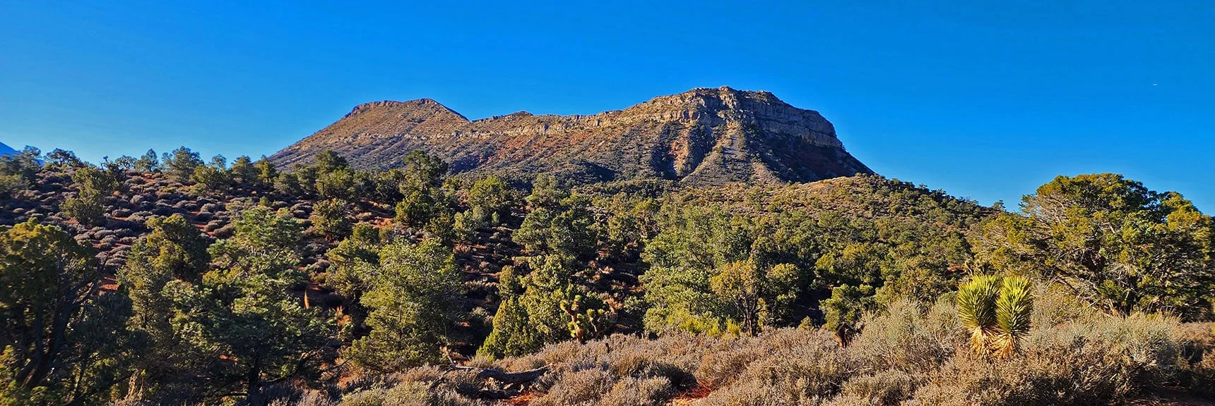 On the Forest Road You're Passing Through a Beautiful Pine, Juniper, Yucca and Sage Landscape. | Landmark Bluff Circuit | Lovell Canyon, Nevada