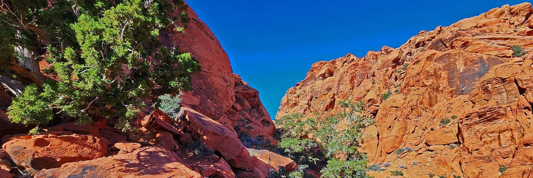 This is Like Being in a Giant Artistic Bonsai Pine Garden! | Lower Calico Hills Loop | Calico Basin & Red Rock Canyon, Nevada
