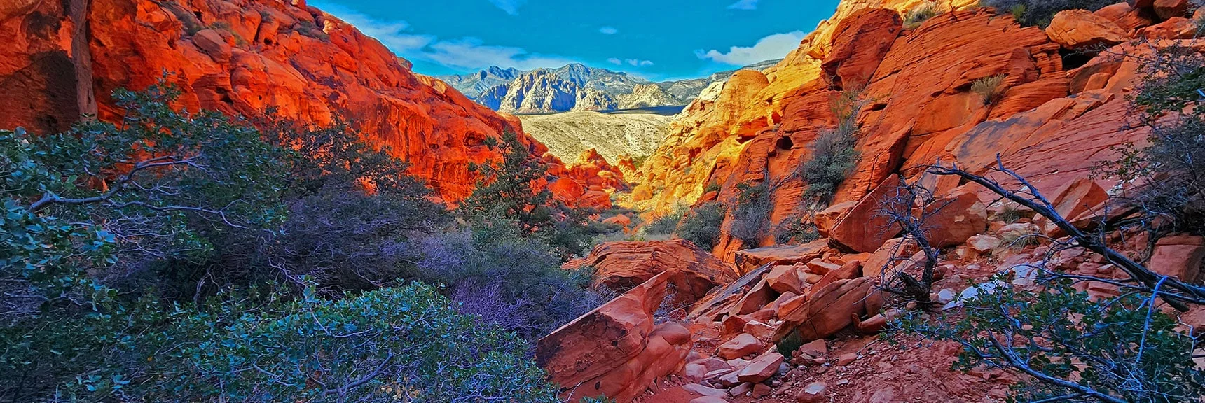 Huge Desert Holly Bushes Begin to Dominate Descent Passageway | Lower Calico Hills Loop | Calico Basin & Red Rock Canyon, Nevada