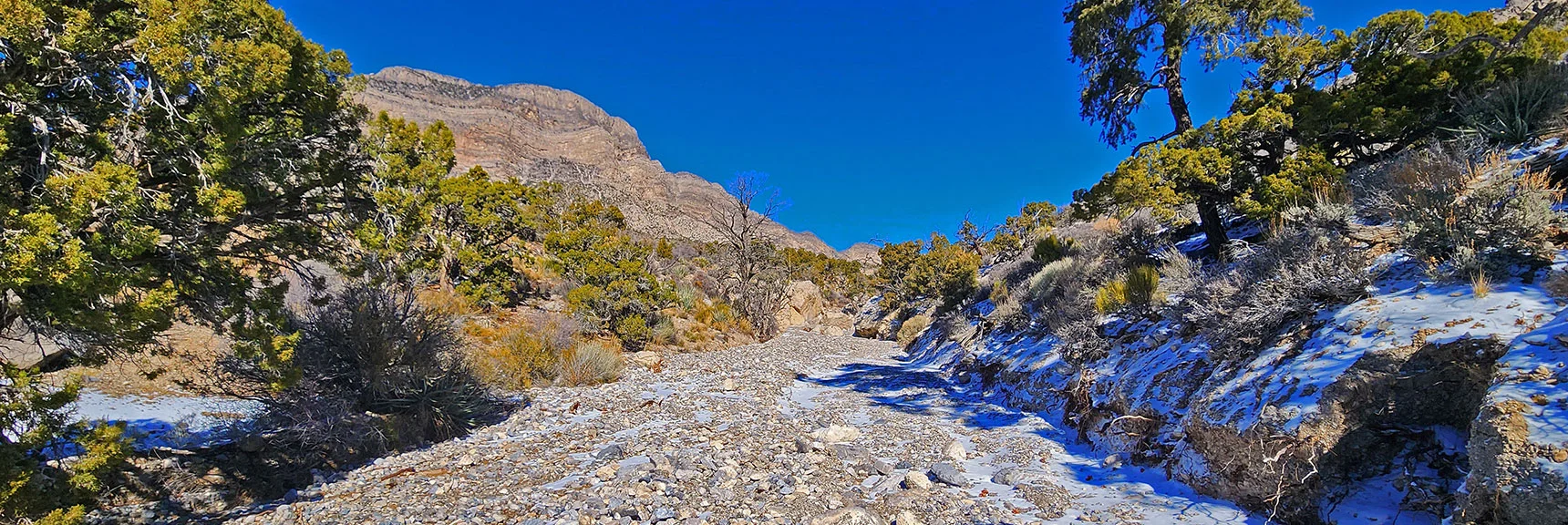 Upper Terrain Becomes a Beautiful Pine Forest.. Continue in the Wash. | 3 Basin Circuit | Calico Basin, Brownstone Basin, Red Rock Canyon, Nevada