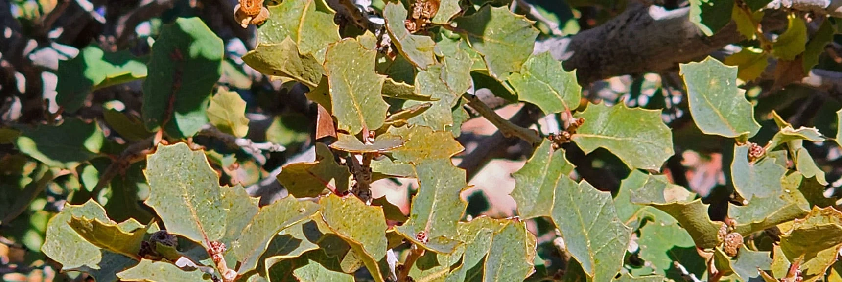 Desert Holly Leaves | Upper Calico Hills Loop | Calico Basin and Red Rock Canyon, Nevada