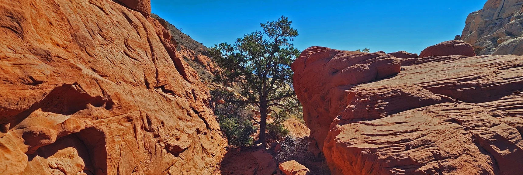 Perfect Bonsai Pine in This Setting | Pink Goblin Loop | Calico Basin, Nevada