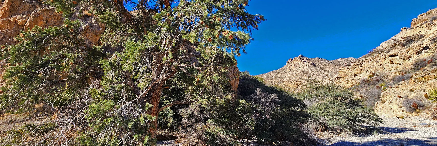 Beautiful Lone Pinyon Pine in Gateway Canyon | Pink Goblin Loop | Calico Basin, Nevada
