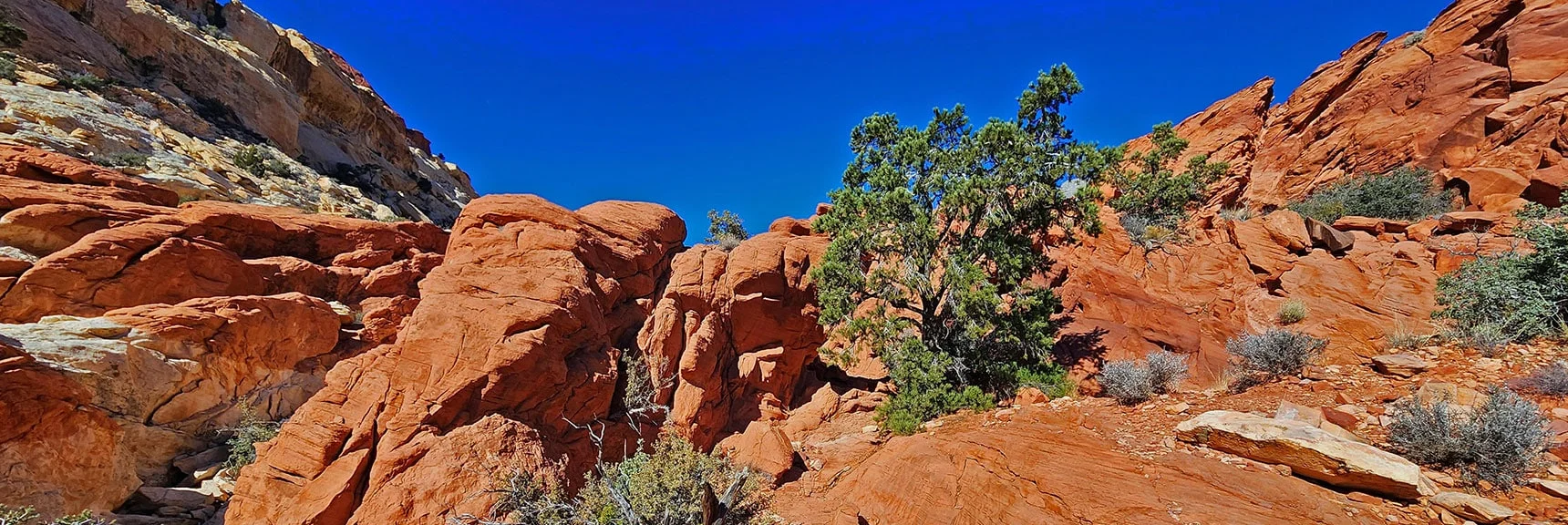 Scene Only Missing the Road Runner Being Chased by Wiley Coyote! | Pink Goblin Loop | Calico Basin, Nevada