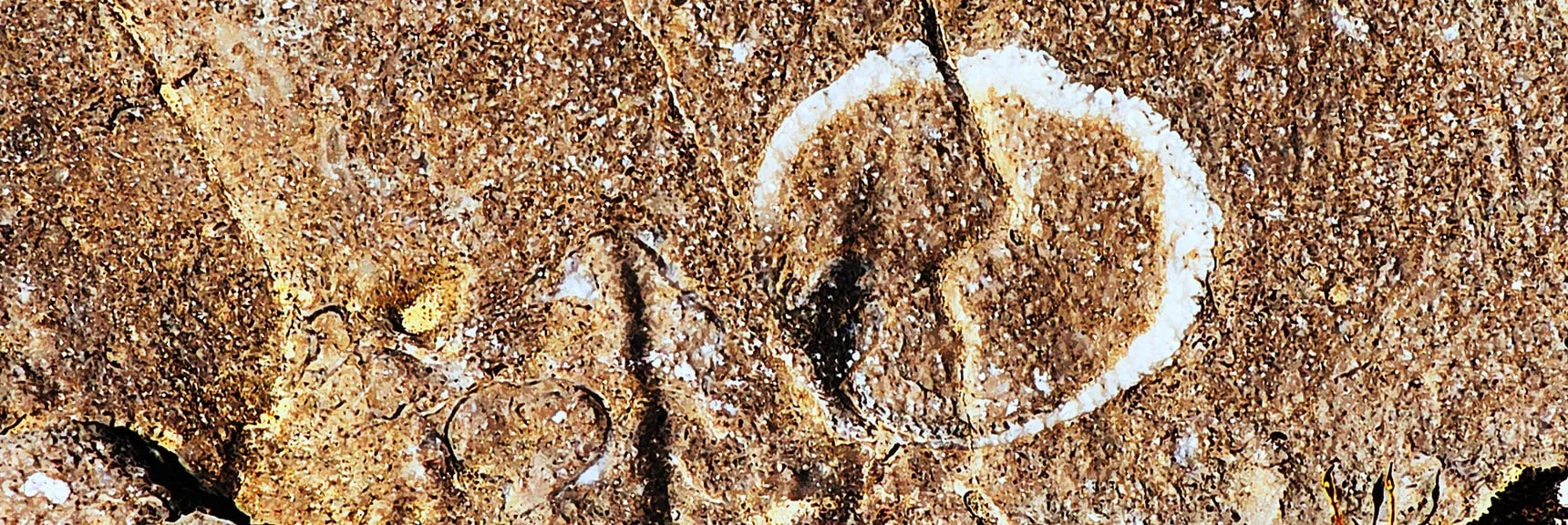 Watch for Ancient Fossils. This Shell Was Once on an Ancient Sea Floor. | Fossil Canyon | Cowboy Canyon | Blue Diamond Hill, Nevada