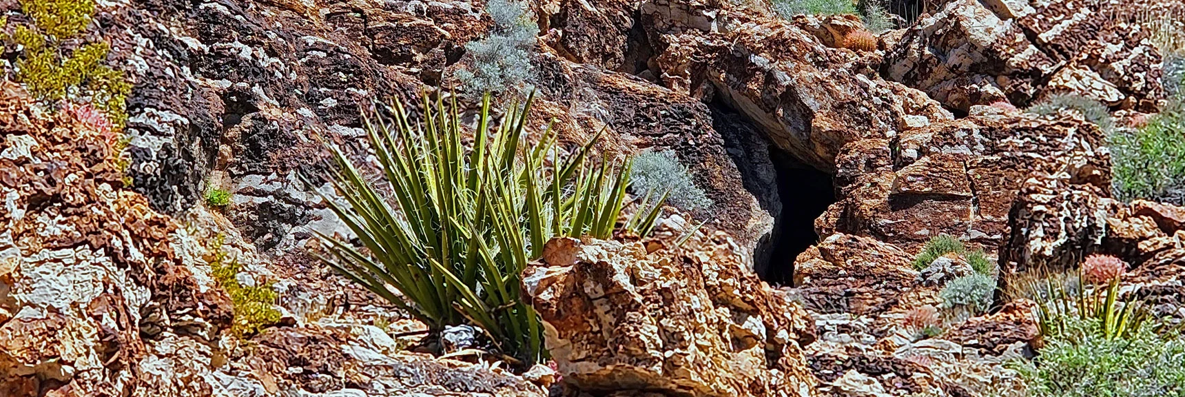 Watch for Cave Openings in the Cliffs. This One Looks Hopeful. | Fossil Canyon | Cowboy Canyon | Blue Diamond Hill, Nevada