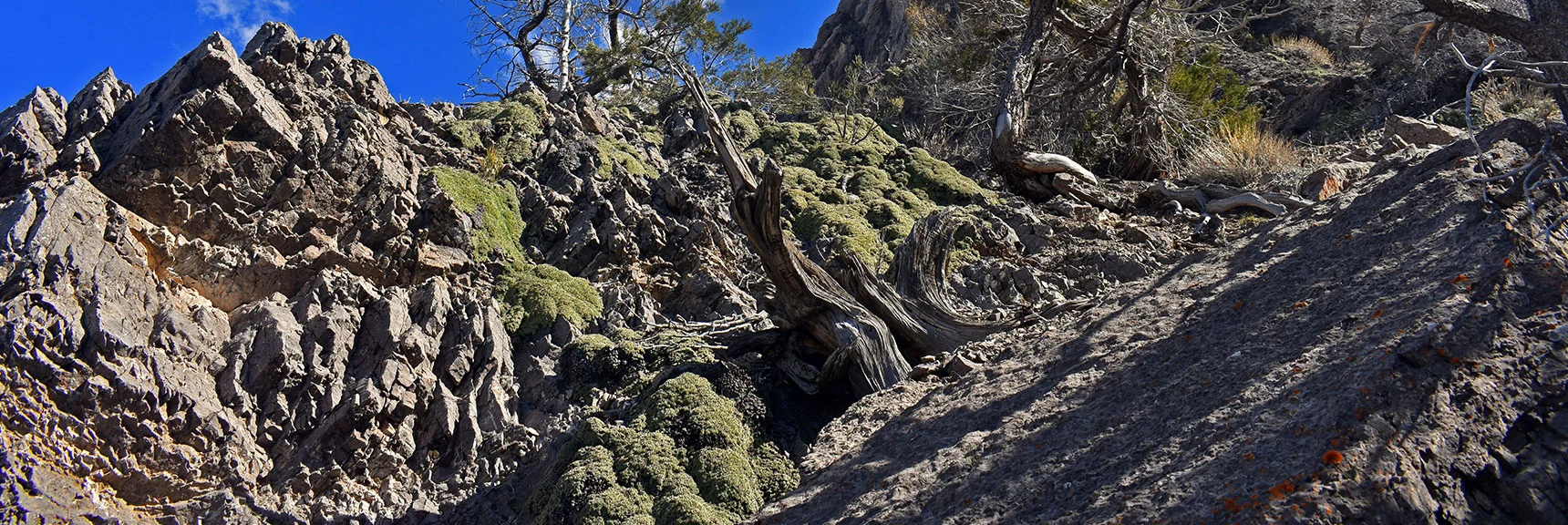 Shorter, But Steeper, More Direct Ascent Slope Back to The Upper Crest Ridgeline. | Mt Wilson Summit Saddle from Lovell Canyon | Rainbow Mountain Wilderness, Nevada